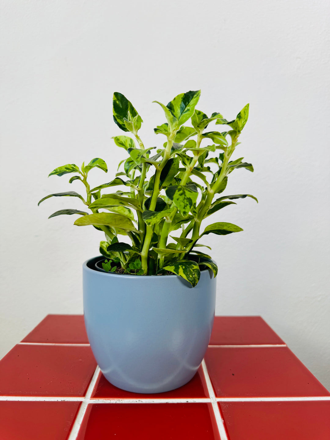 Matte Ceramic Plant Pot 12cm – Blue
