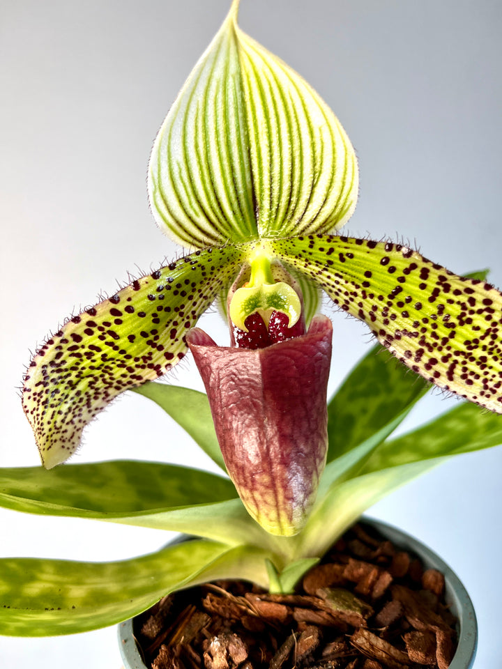 Paphiopedilum sukhakulii - Venus Slipper Orchid
