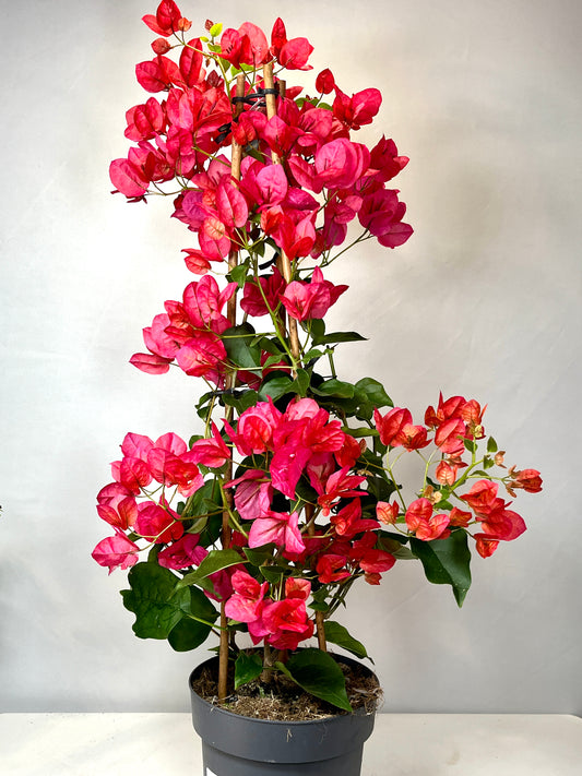 Bougainvillea Red