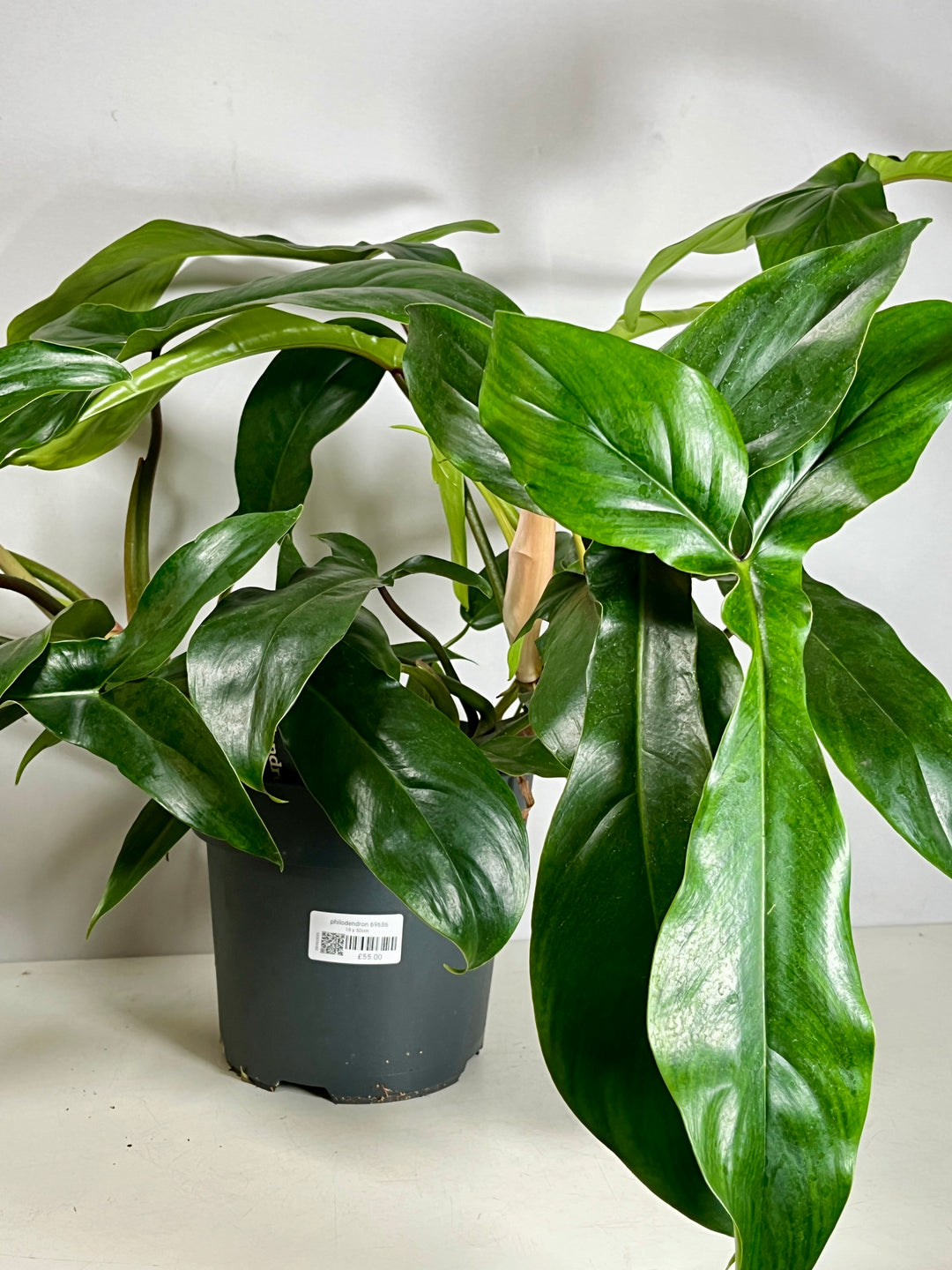 philodendron 69686 variegated Philodendron 69686 – Plant Studio