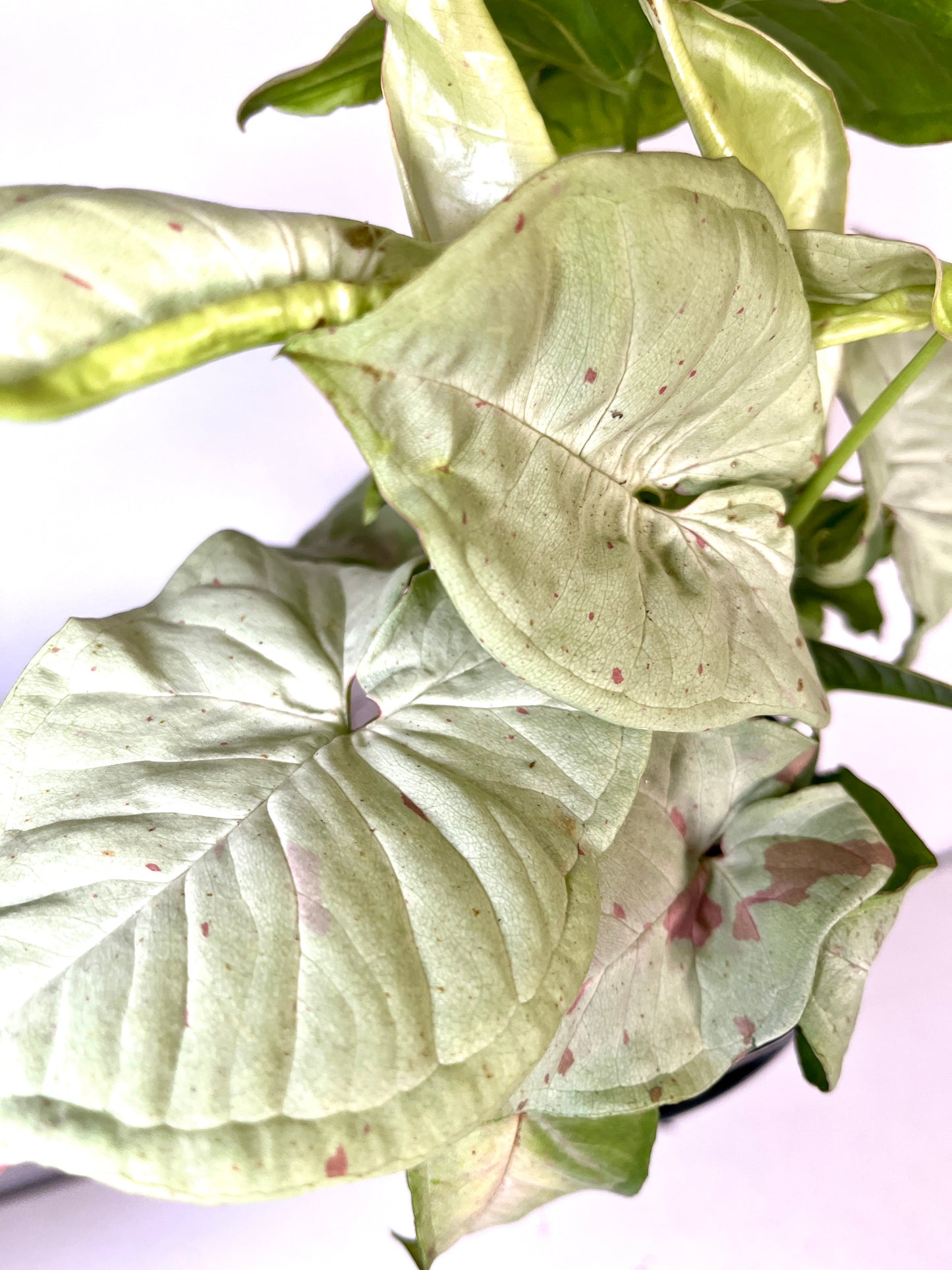 Syngonium Milk Confetti