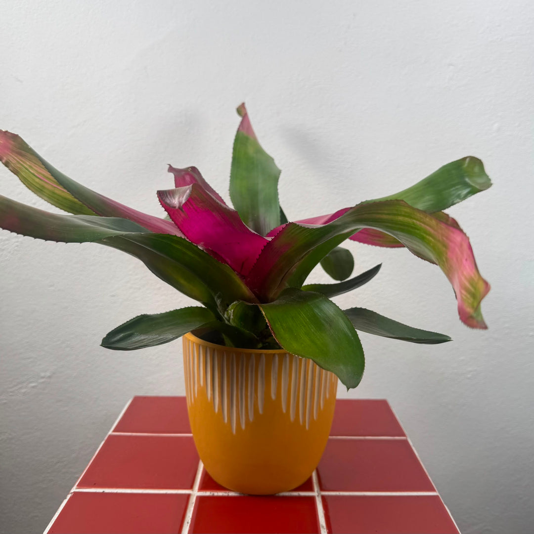 Neoregelia rosea - Blushing Bromeliad