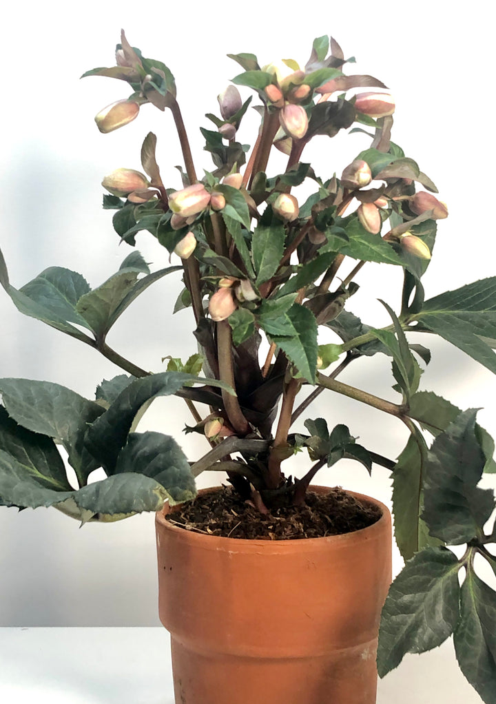 helleborus camelot