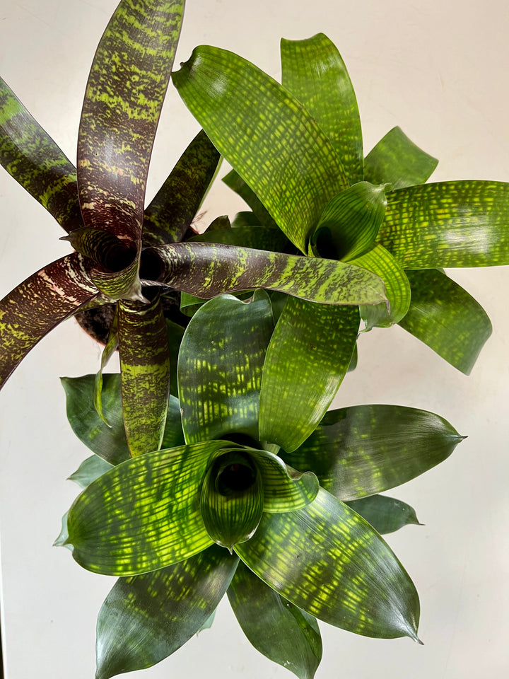 Vriesea Mix