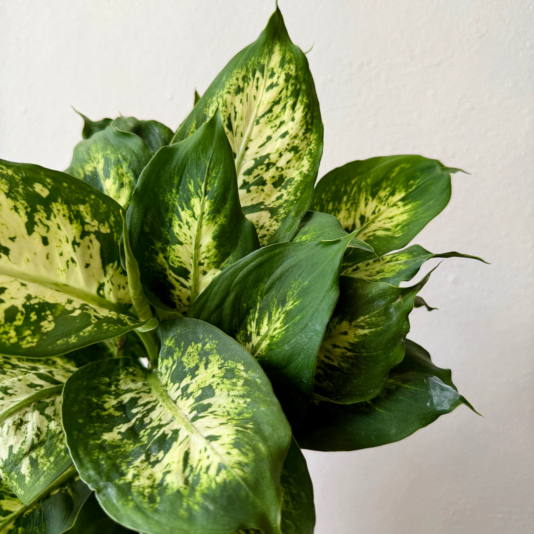Dieffenbachia Compacta