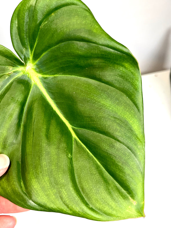 Philodendron Pastazanum