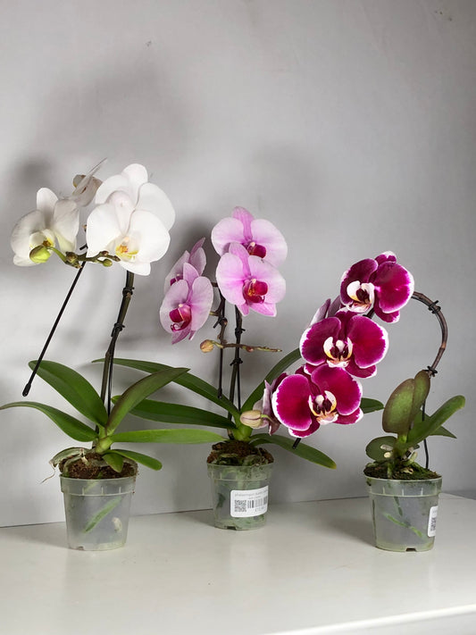 Phalaenopsis Duetto Swane mix - orchid mini