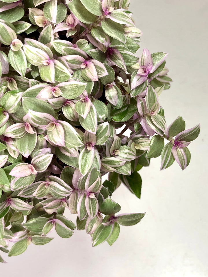 Callisia Rosato pink lady