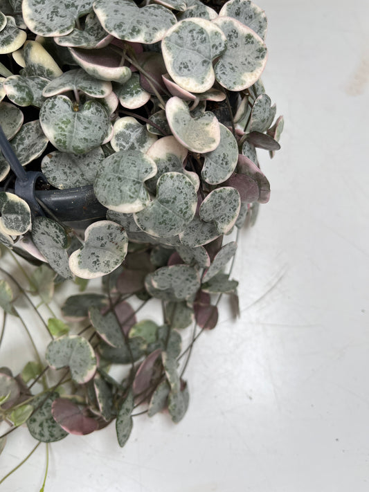 Varigated Ceropegia woodii - String of Hearts