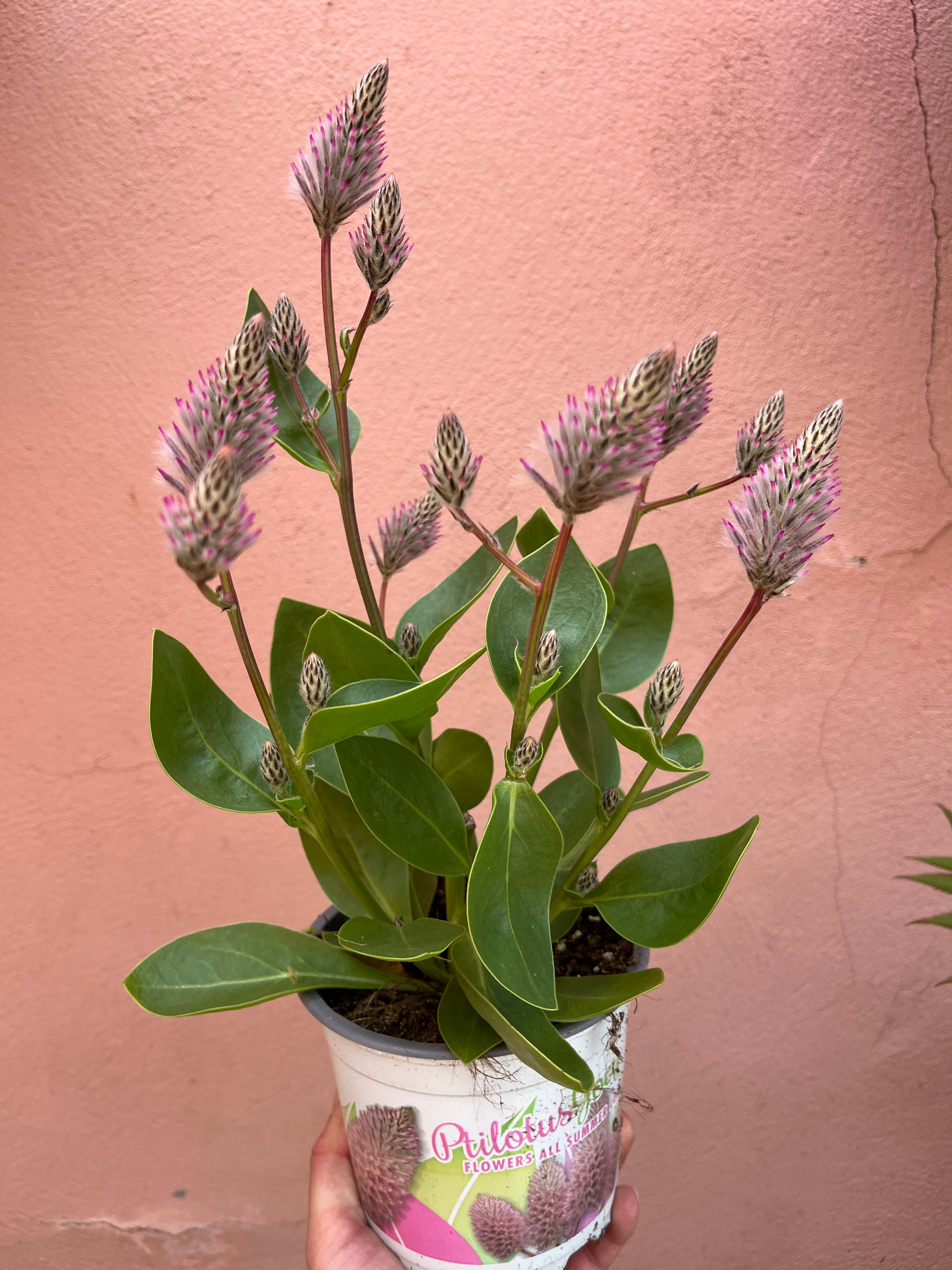 Outdoor plants