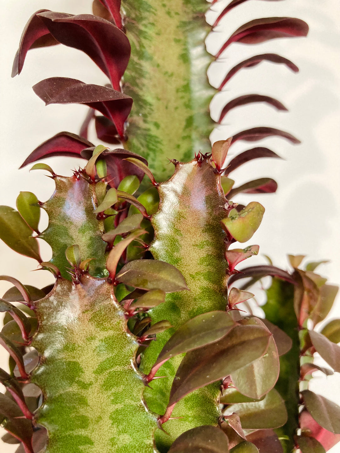Euphorbia Trigona  Rubra