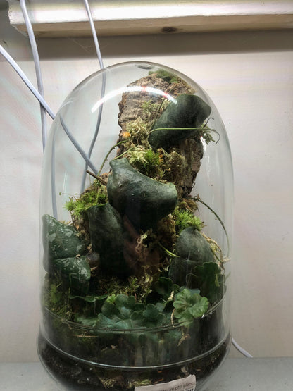Glass Terrarium Phil Plant Studio Terrarium lucky dip