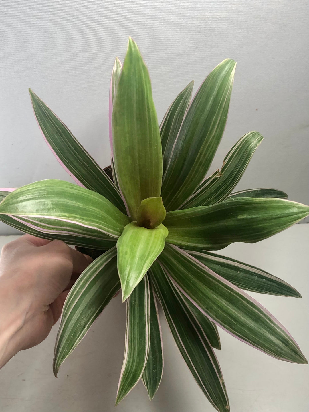 Tradescantia Rhoeo Spathacea - Moses in the Cradle