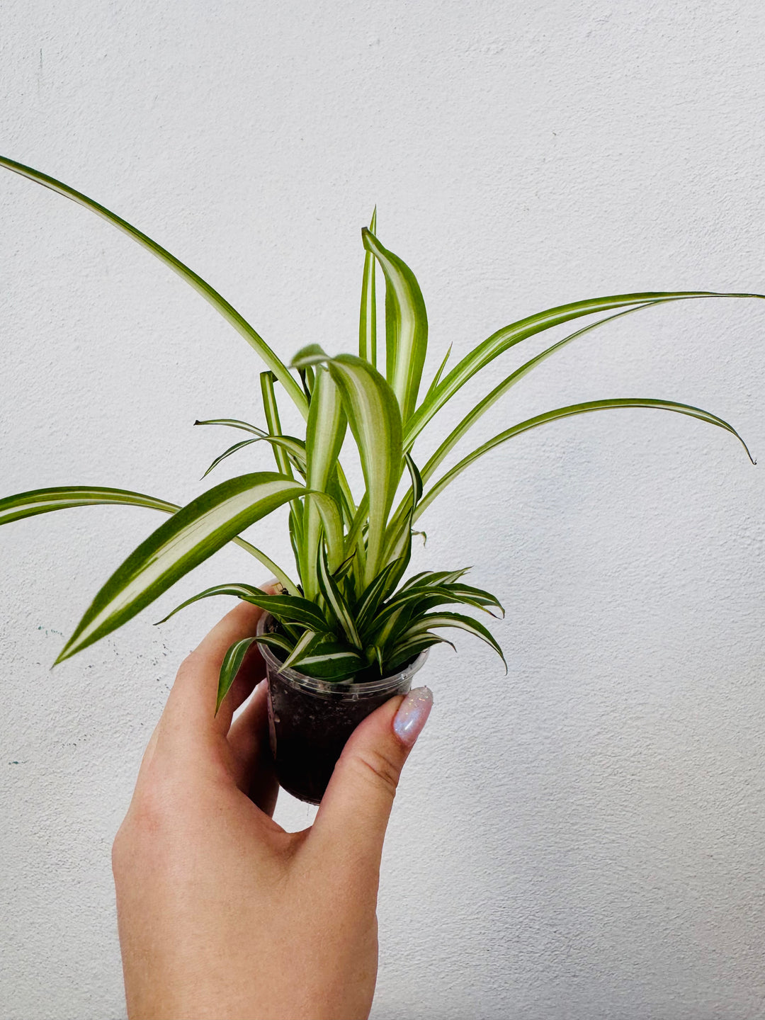 Chlorophytum Comosum 'variegatum' - Spider plant