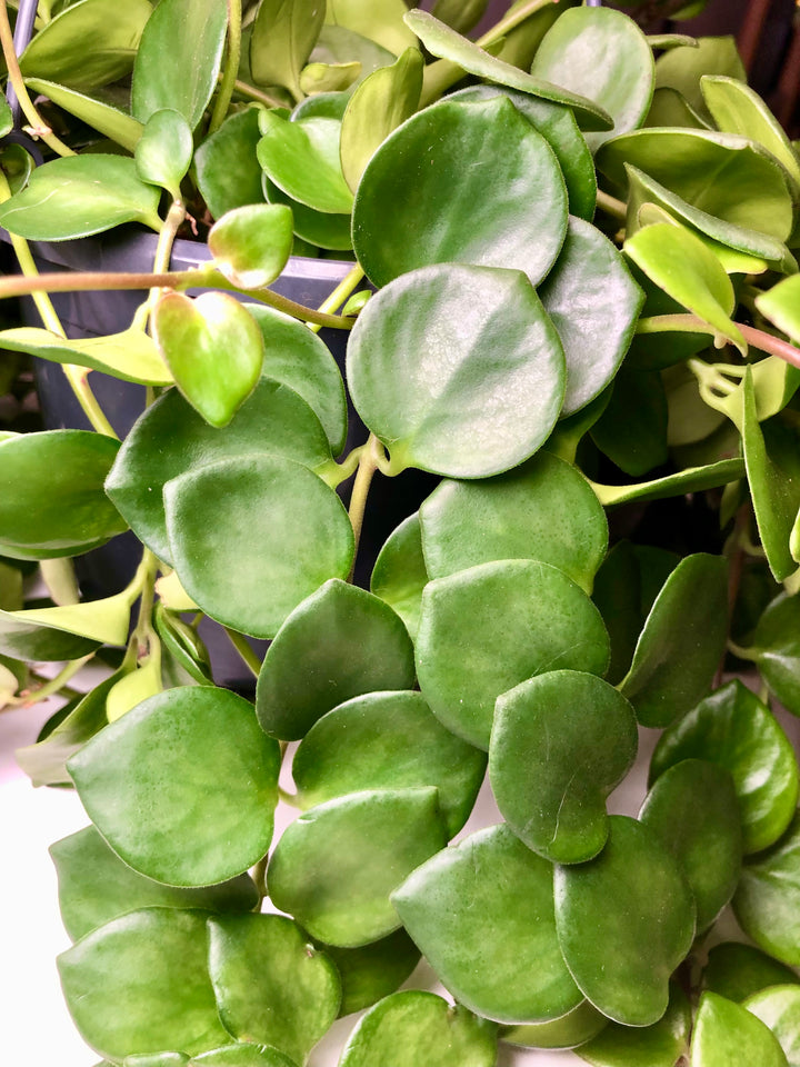 Aeschynanthus Pink Polka - Lipstick plant