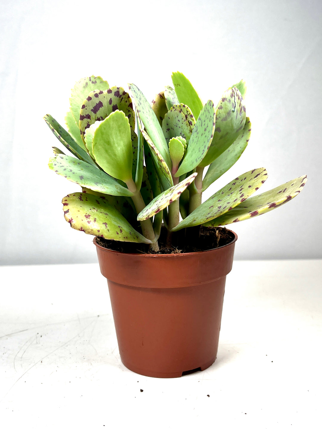 kalanchoe tiger succulent Kalanchoe Marmorata (tiger) – Plant Studio