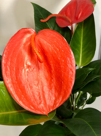 Anthurium scherzerianum 'Christine'