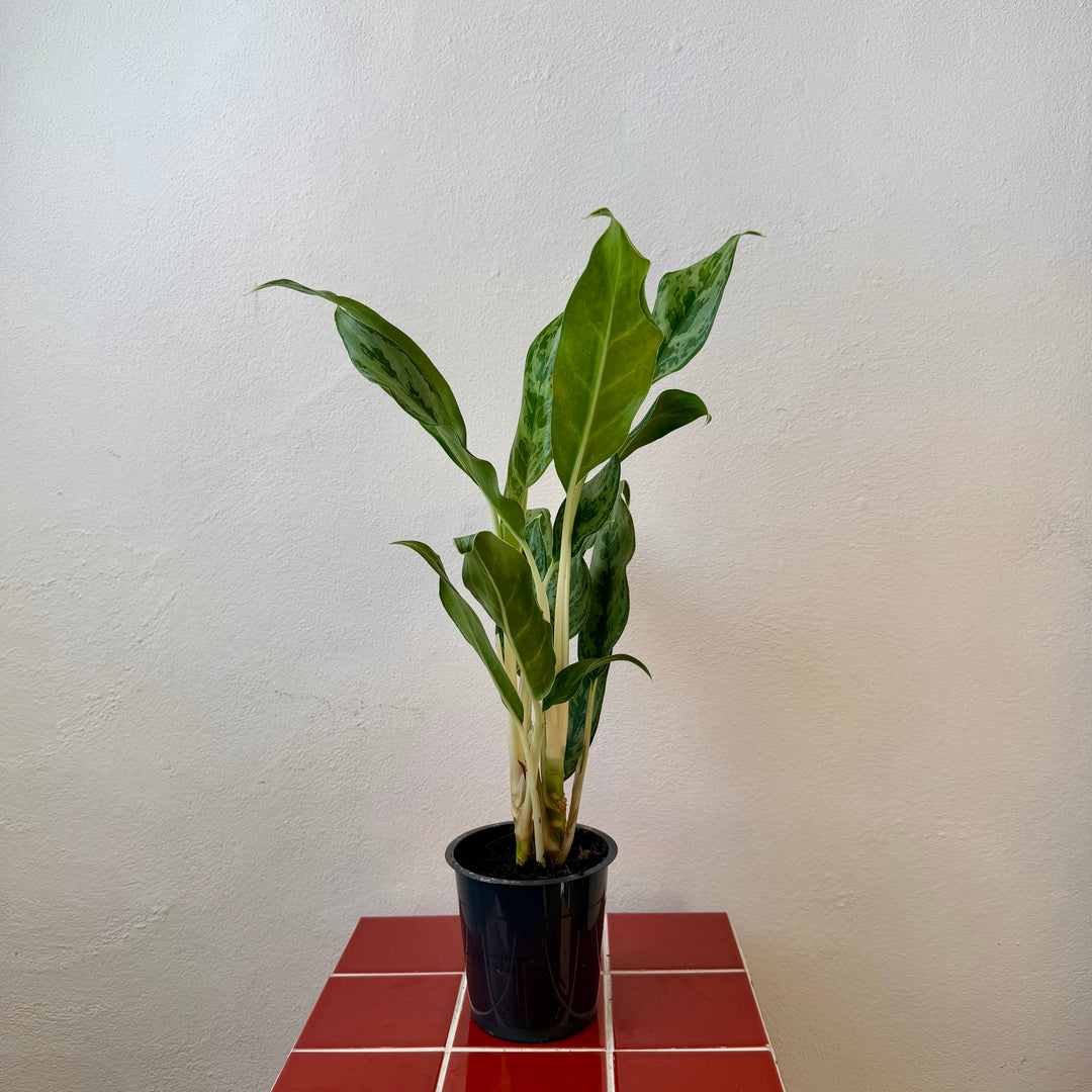 Aglaonema ‘Greyhound’ – Chinese Evergreen
