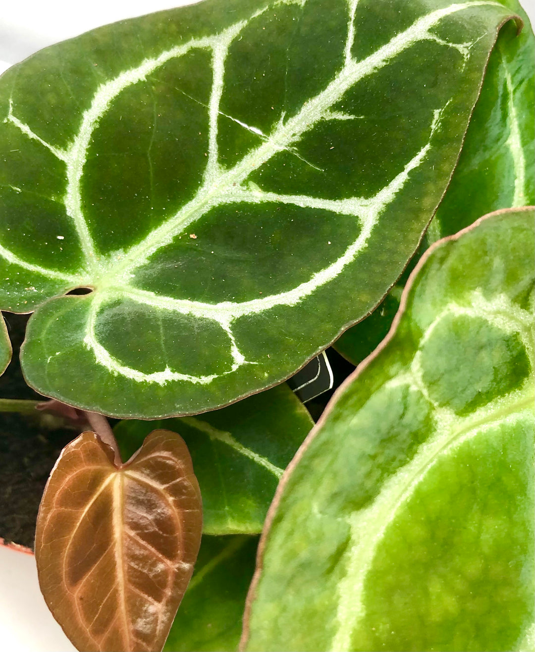 Anthurium Crystallium