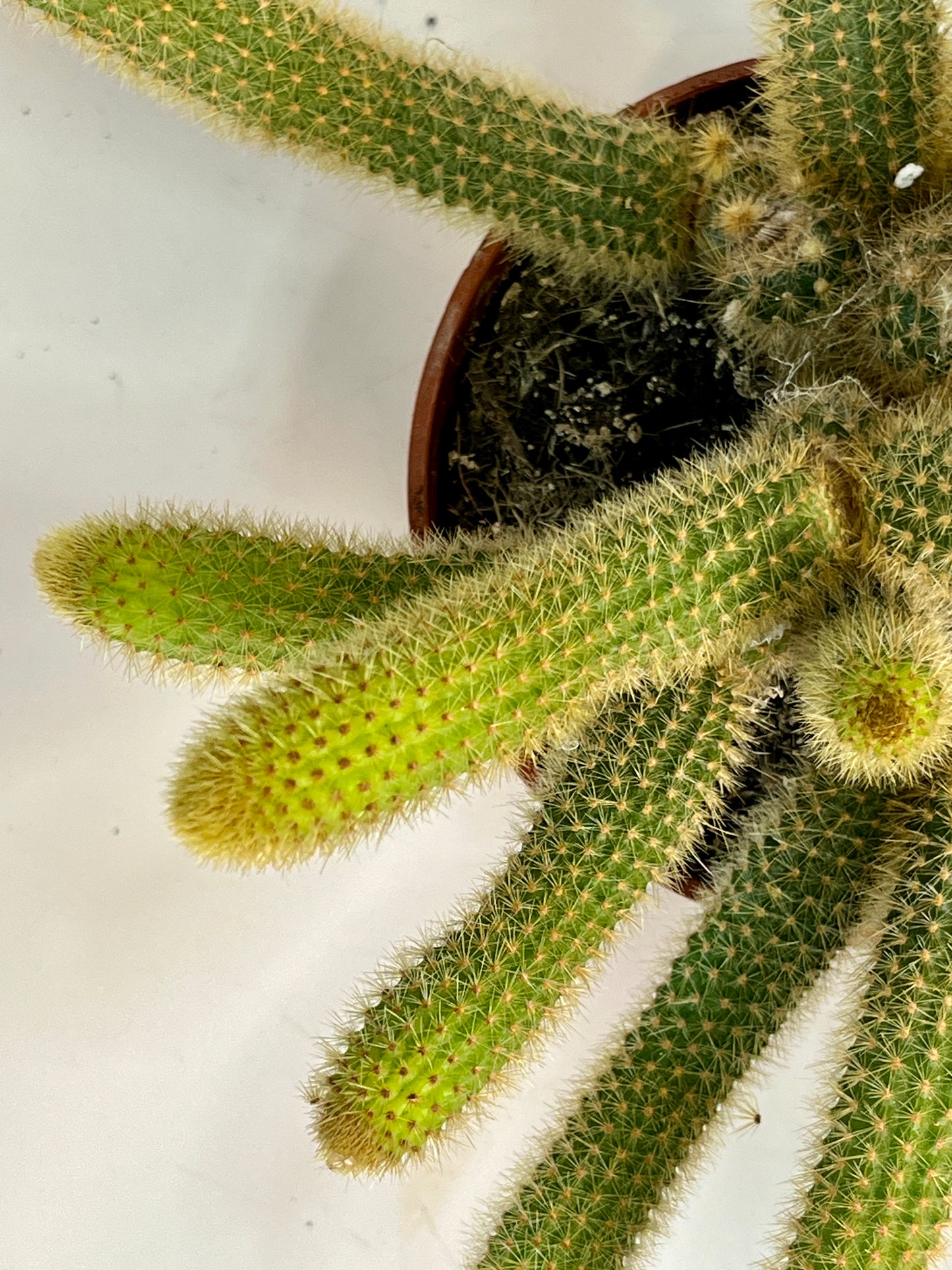 Cleistocactus winteri (Hildewintera aureispina) - Golden Rat tail Cactus