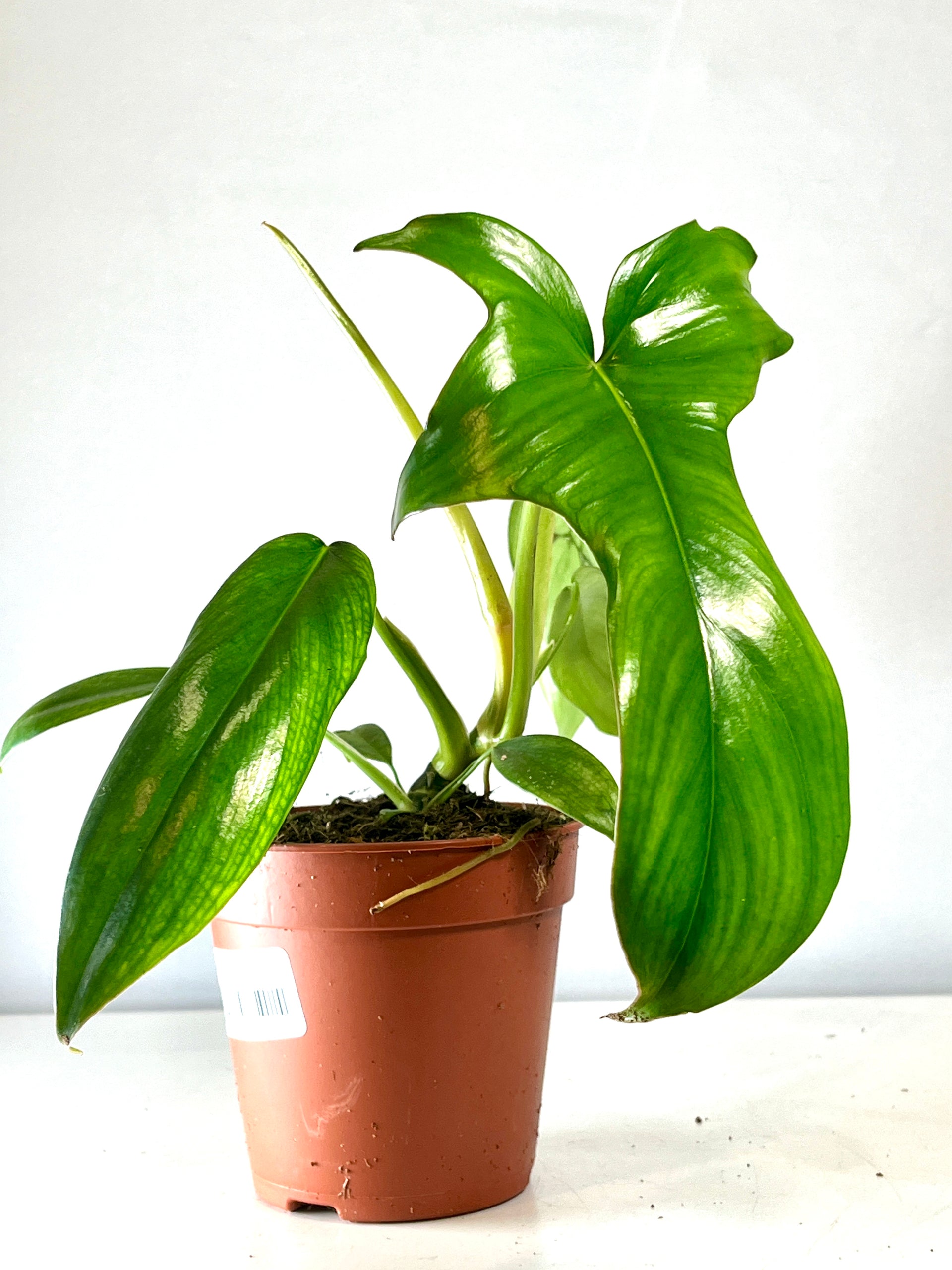 Philodendron pedatum 'Glad hands' aka quercifolium – Plant Studio
