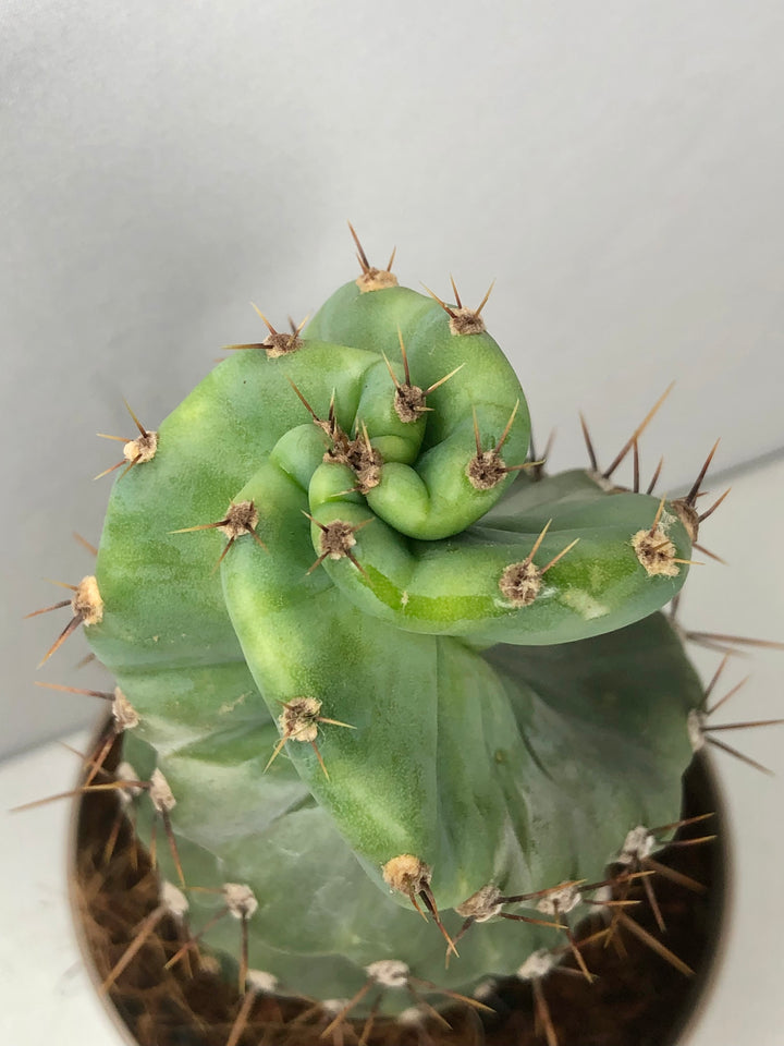 Cereus Forbesii Spirals - Twisted Cereus