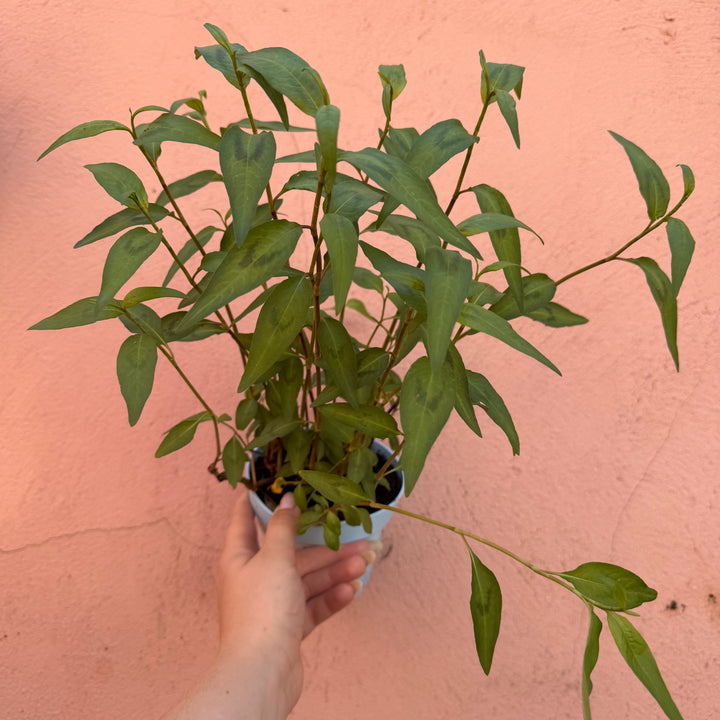 Persicaria odorata (Vietnamese Coriander)
