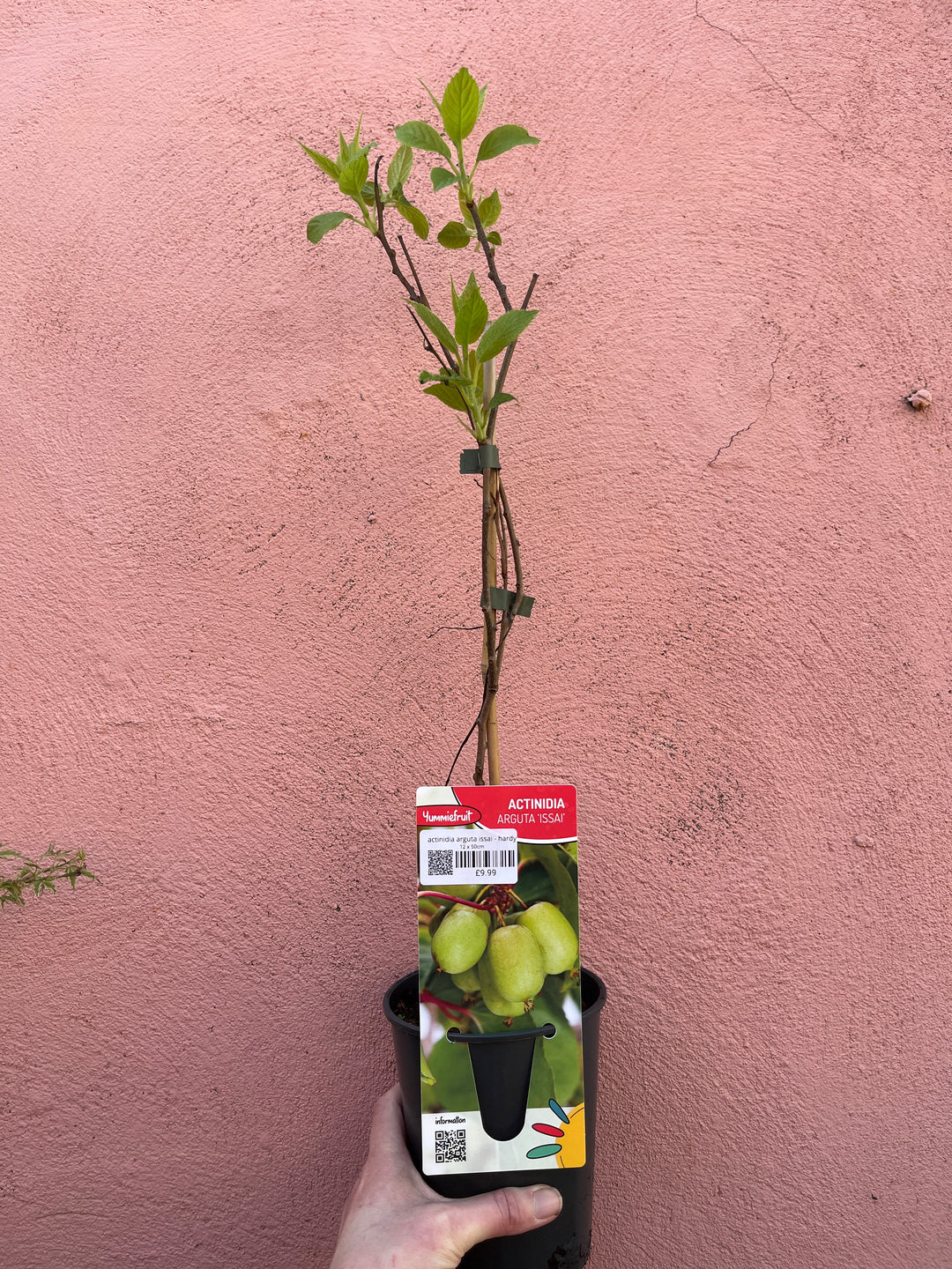 Actinidia Arguta Issai - Hardy Kiwi