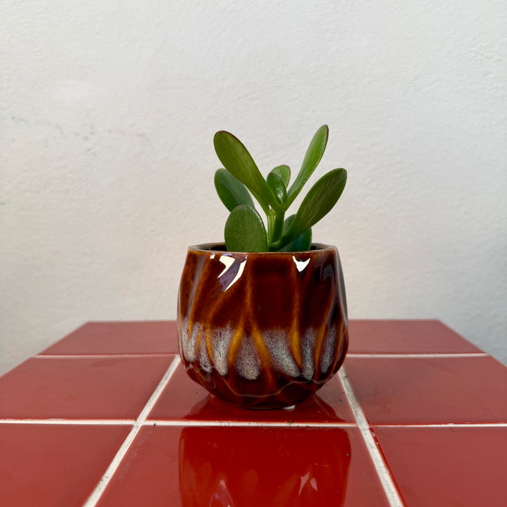 Cognac Drip Pot — 9cm