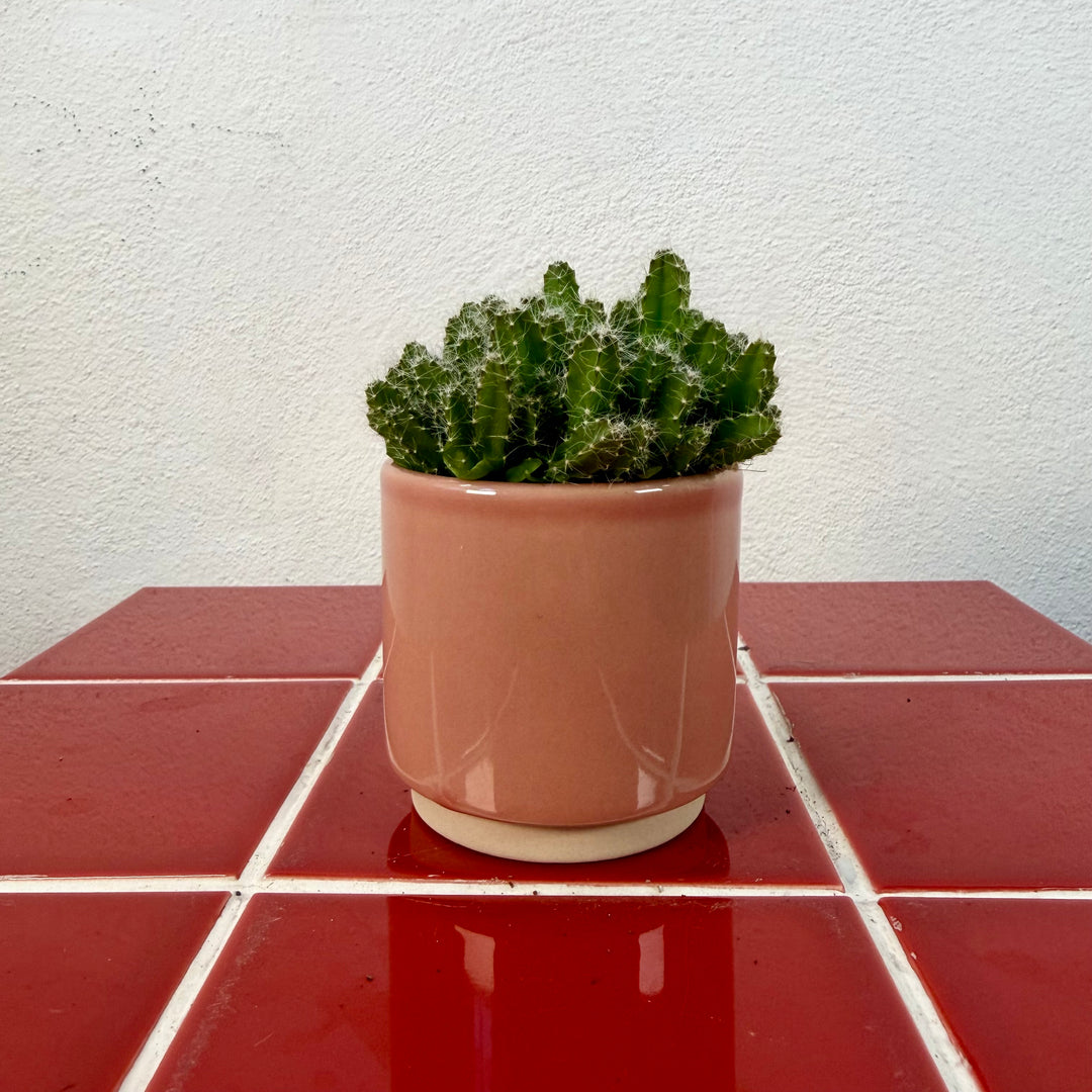 Peach Mini Pot — 8cm