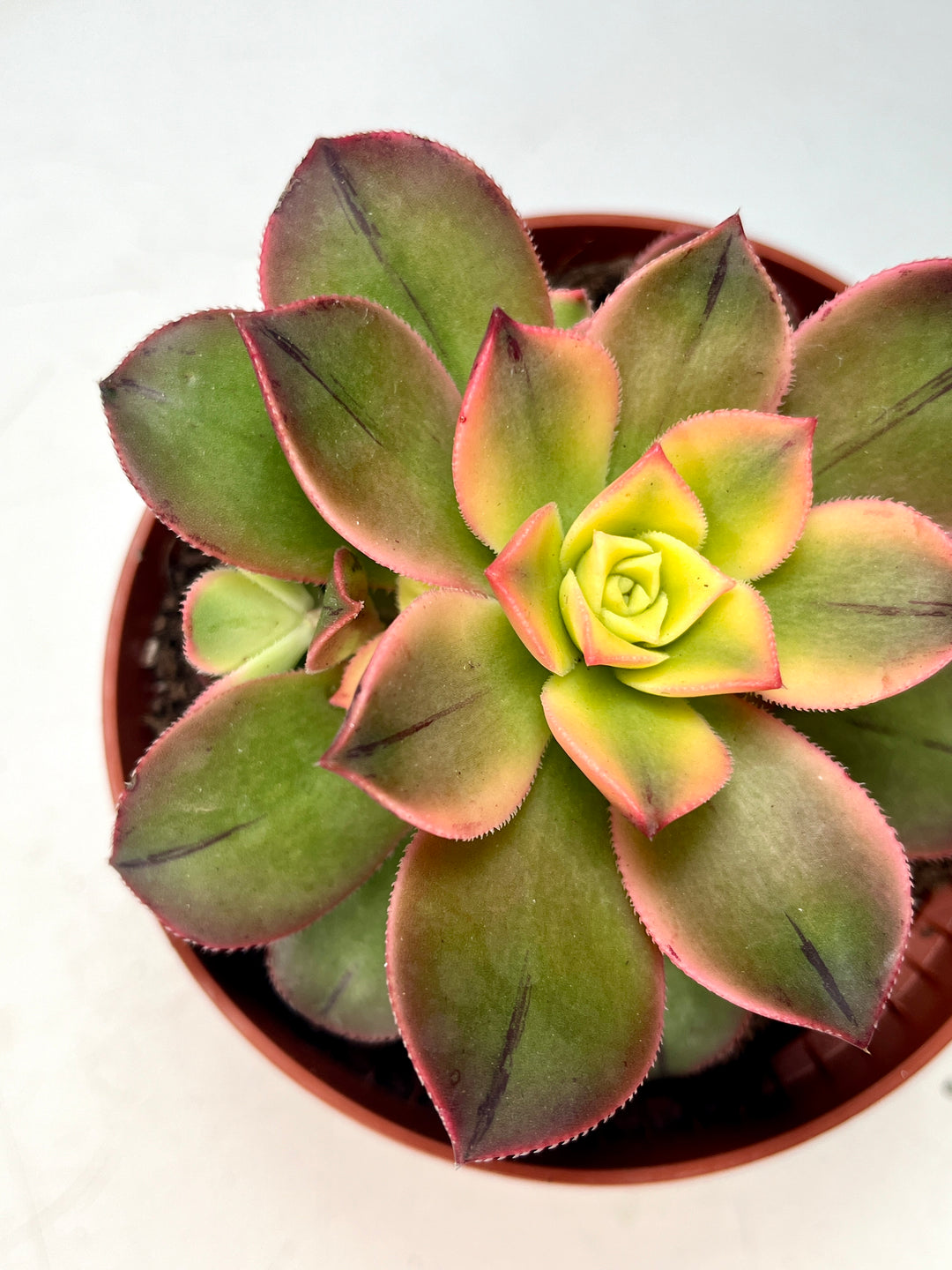Aeonium Tricolour