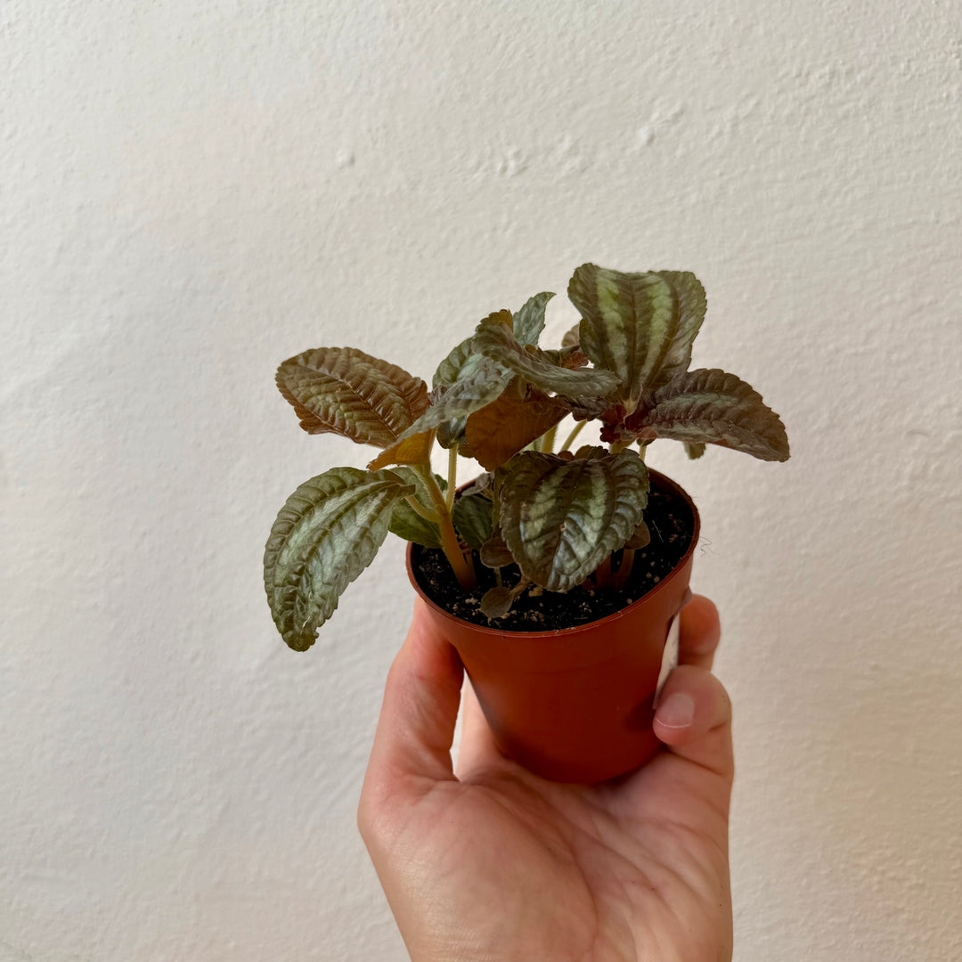 Pilea Norfolk