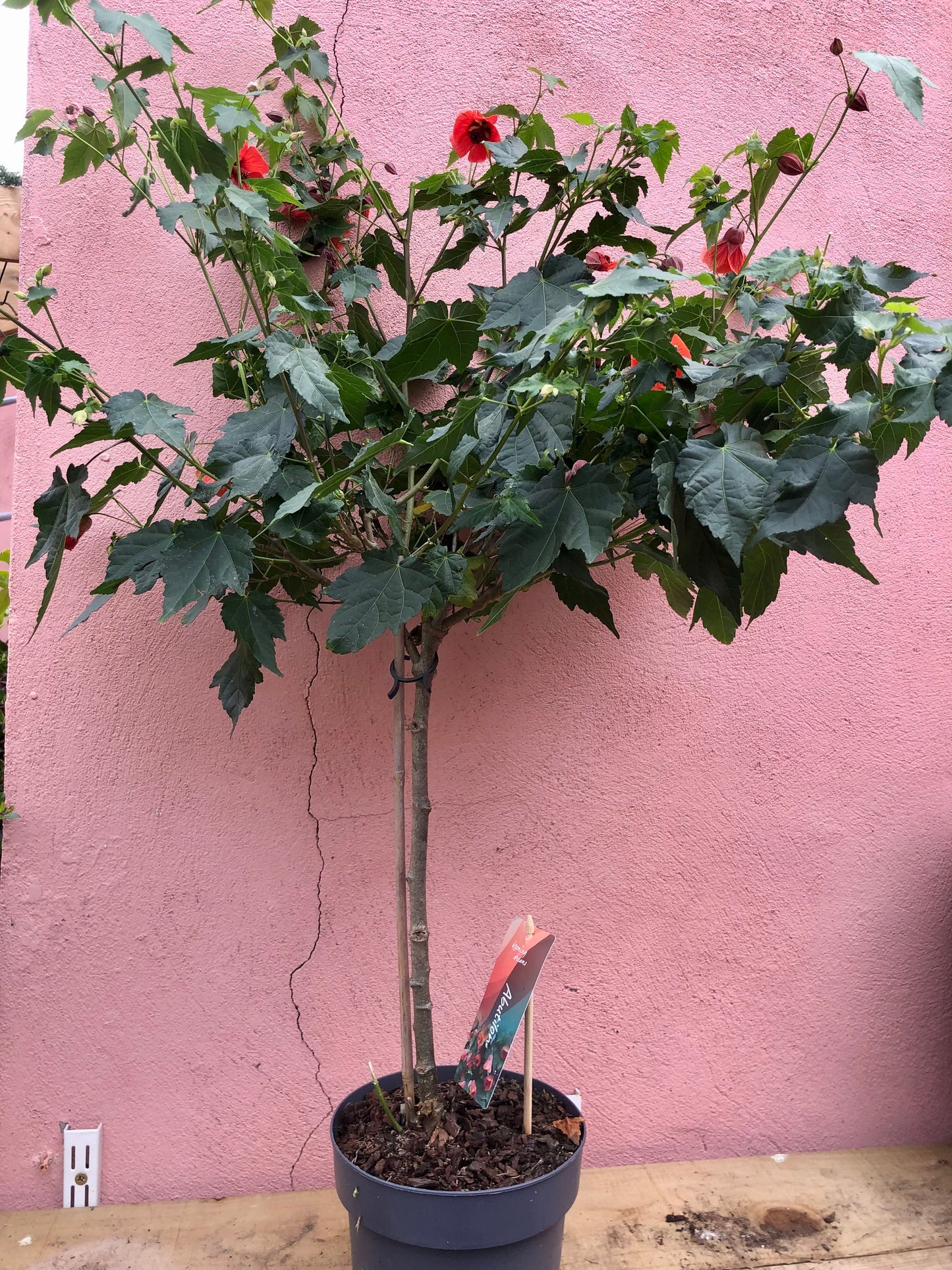 Abutilon ‘Red Trumpet’