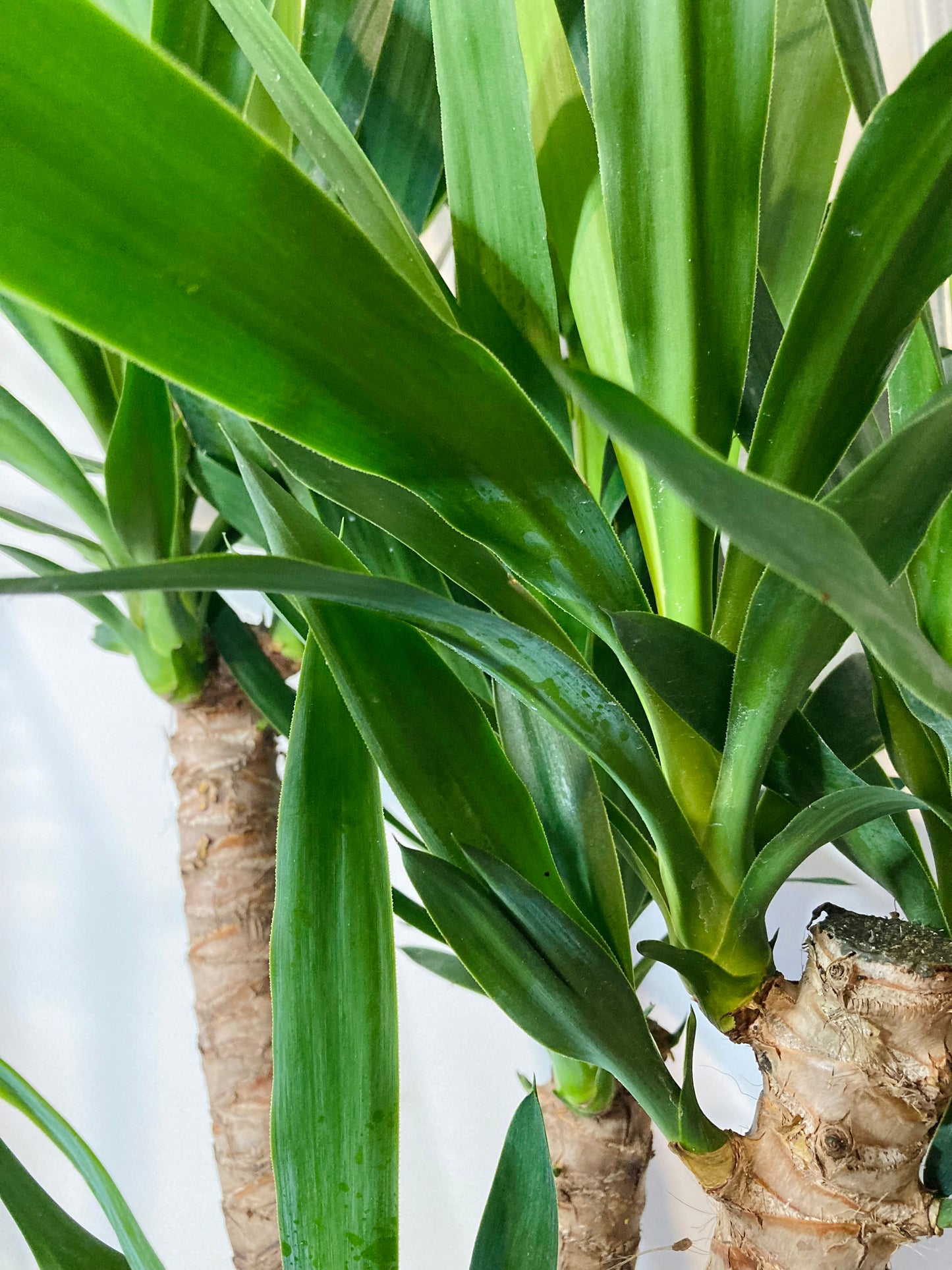 Yucca Branched