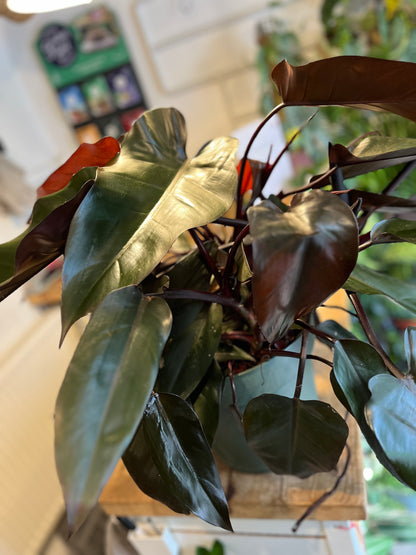 Philodendron 'lisa'