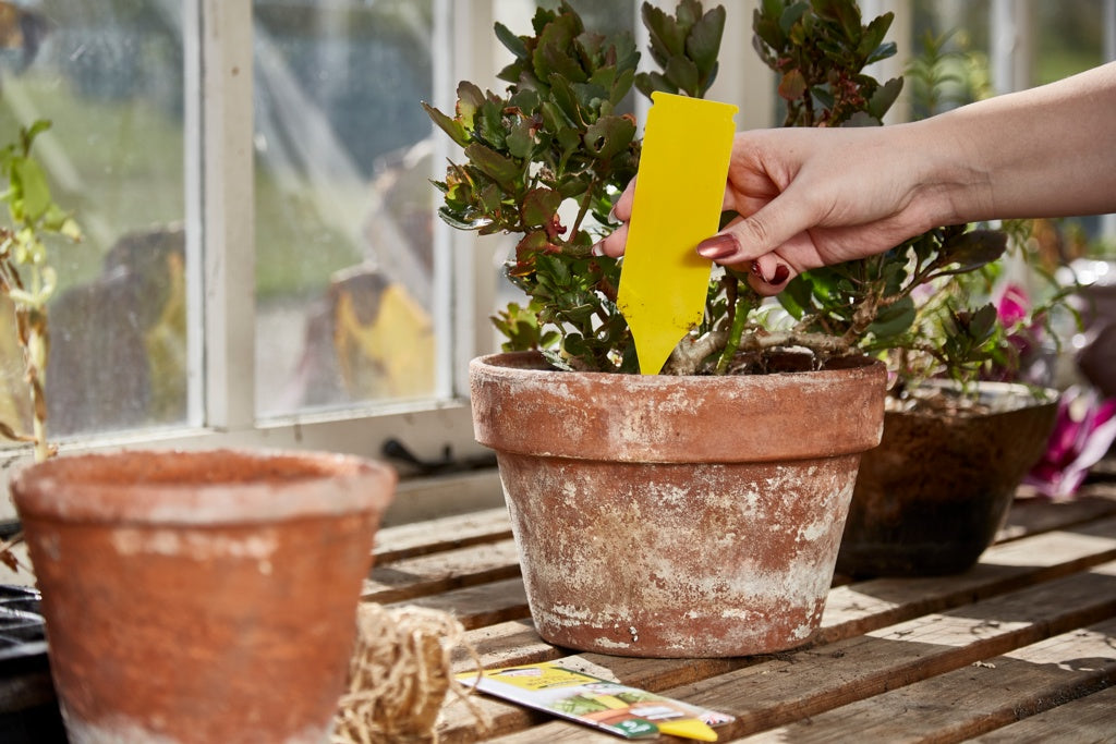 Zero In Pot Plant Bug Traps (5 Pack)