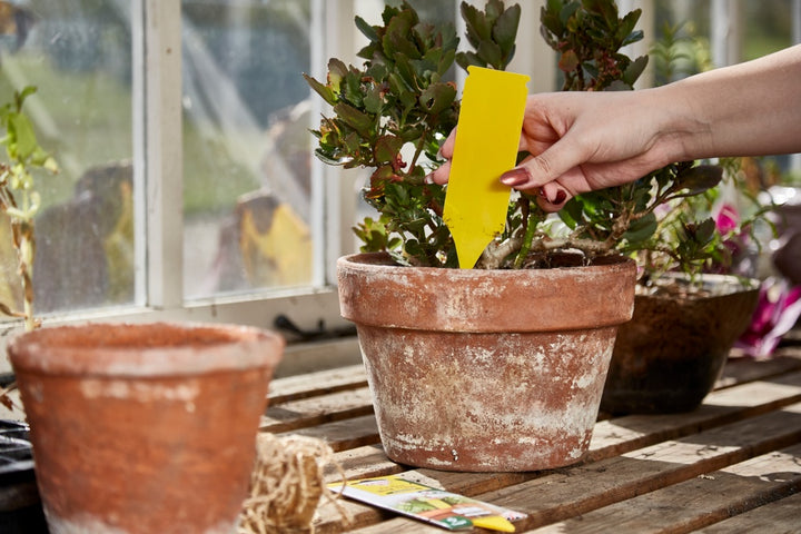 Zero In Pot Plant Bug Traps (5 Pack)