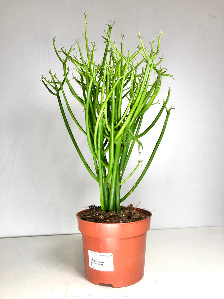 Euphorbia Tirucalli - Pencil Cactus