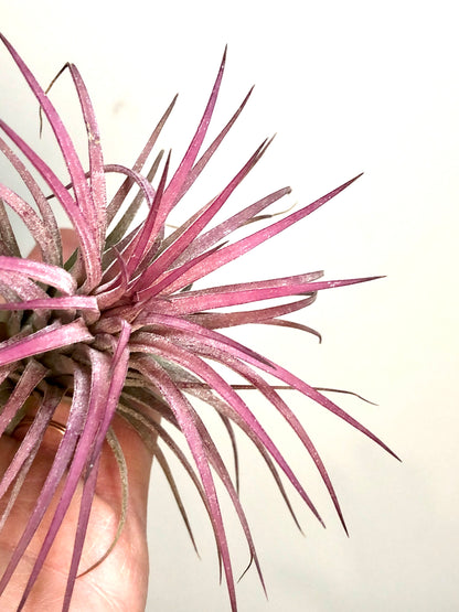 Tillandsia Rubara Intense red