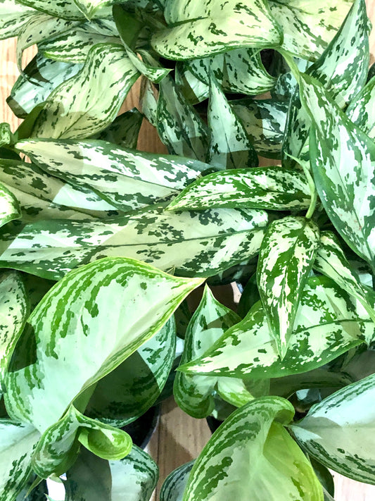 Aglaonema Mix