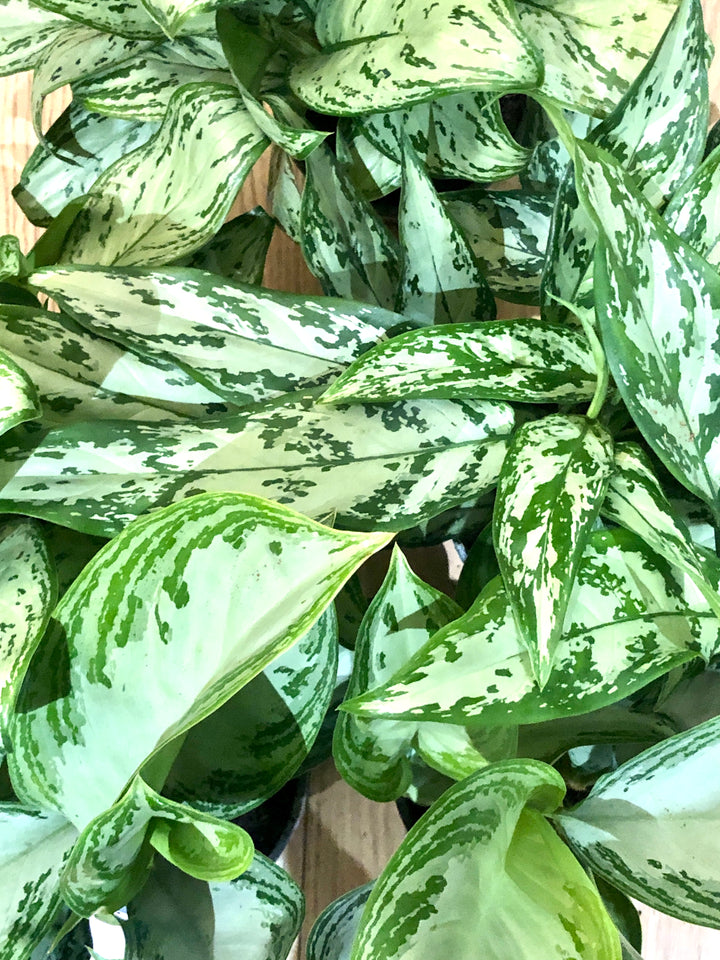 Aglaonema Mix