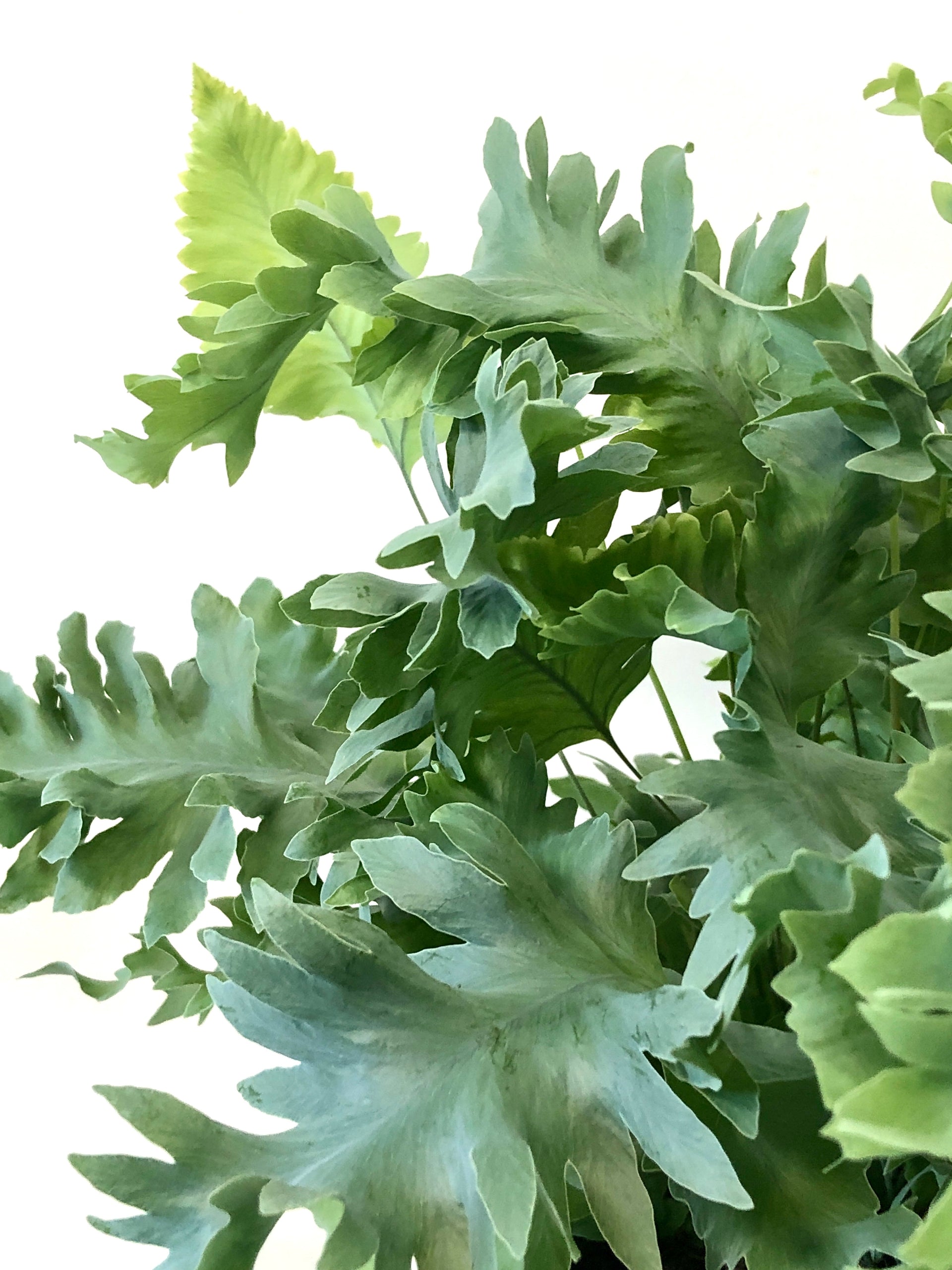 Phlebodium Aureum 'davana'