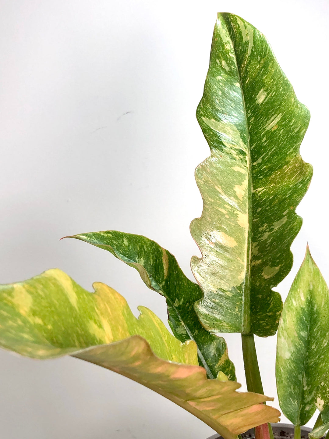 Philodendron Ring of Fire