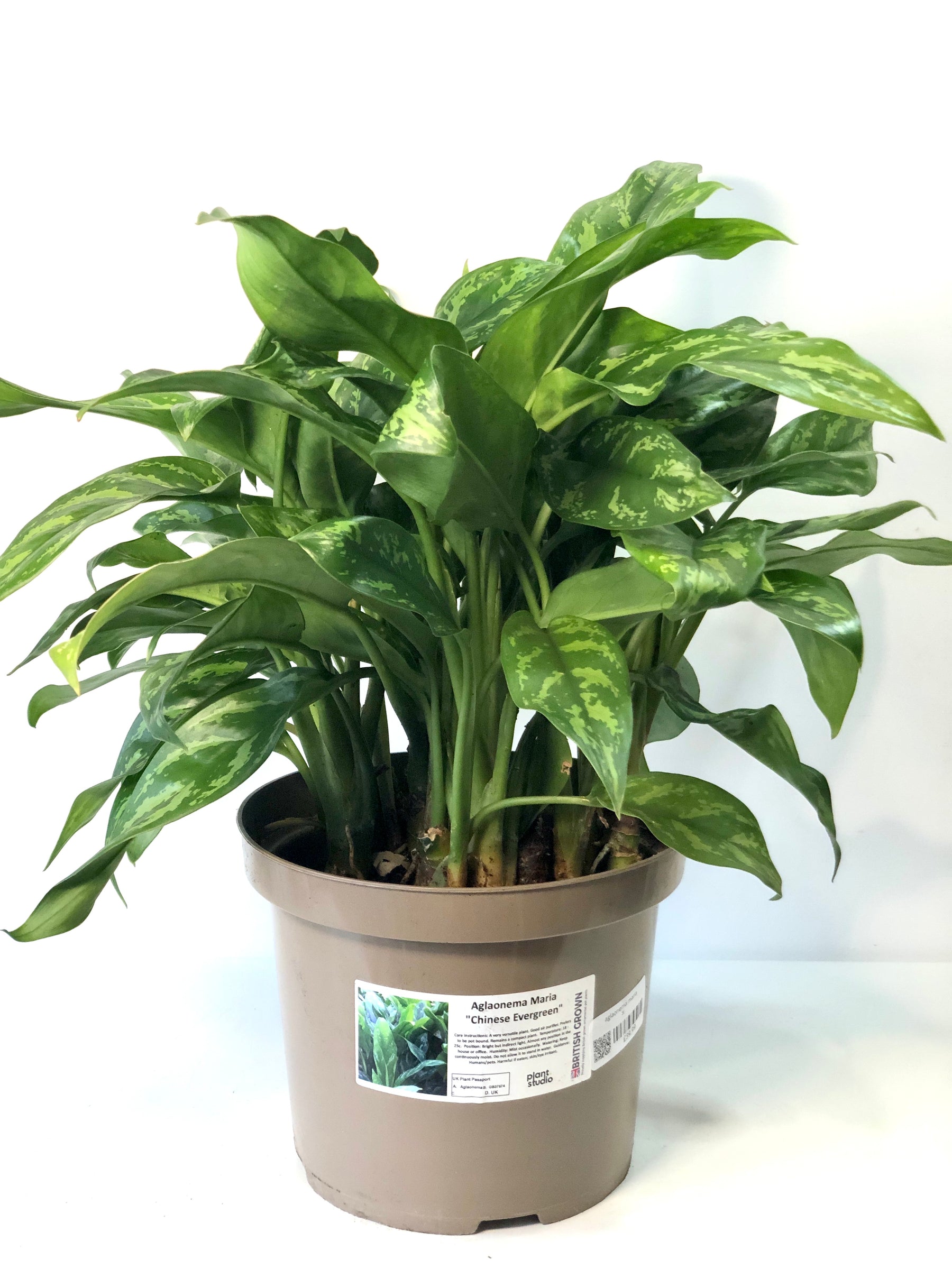 aglaonema maria light Aglaonema Maria – Plant Studio