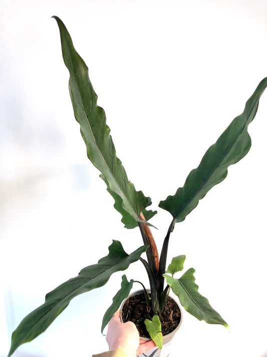 Alocasia Lauterbachiana