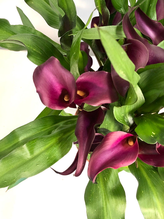 Zantedeschia purple - Calla lilly