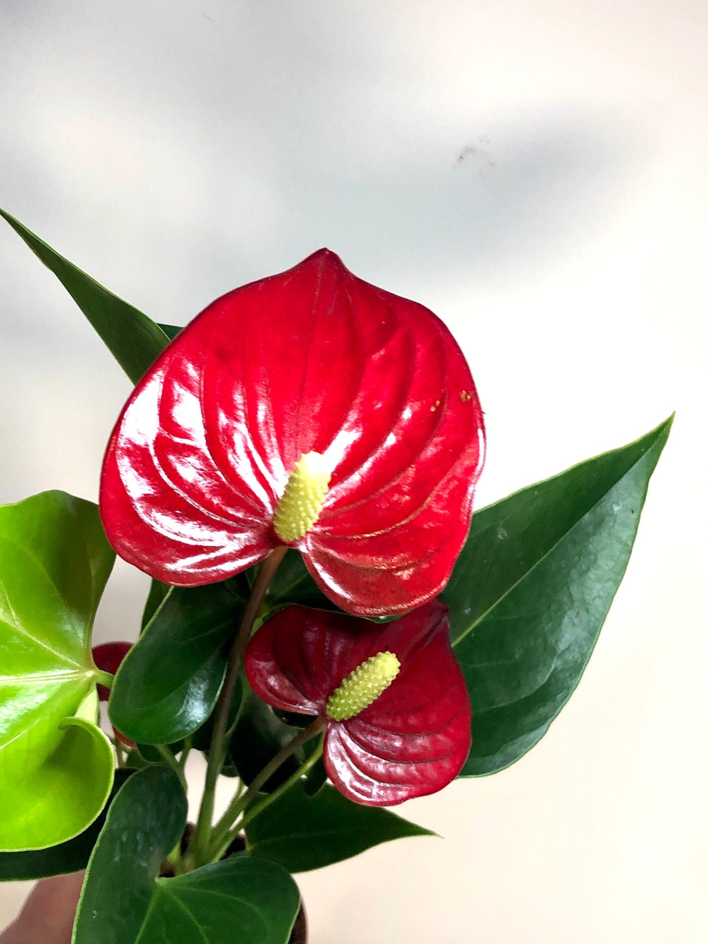 Anthurium Andraeanum 'Red'