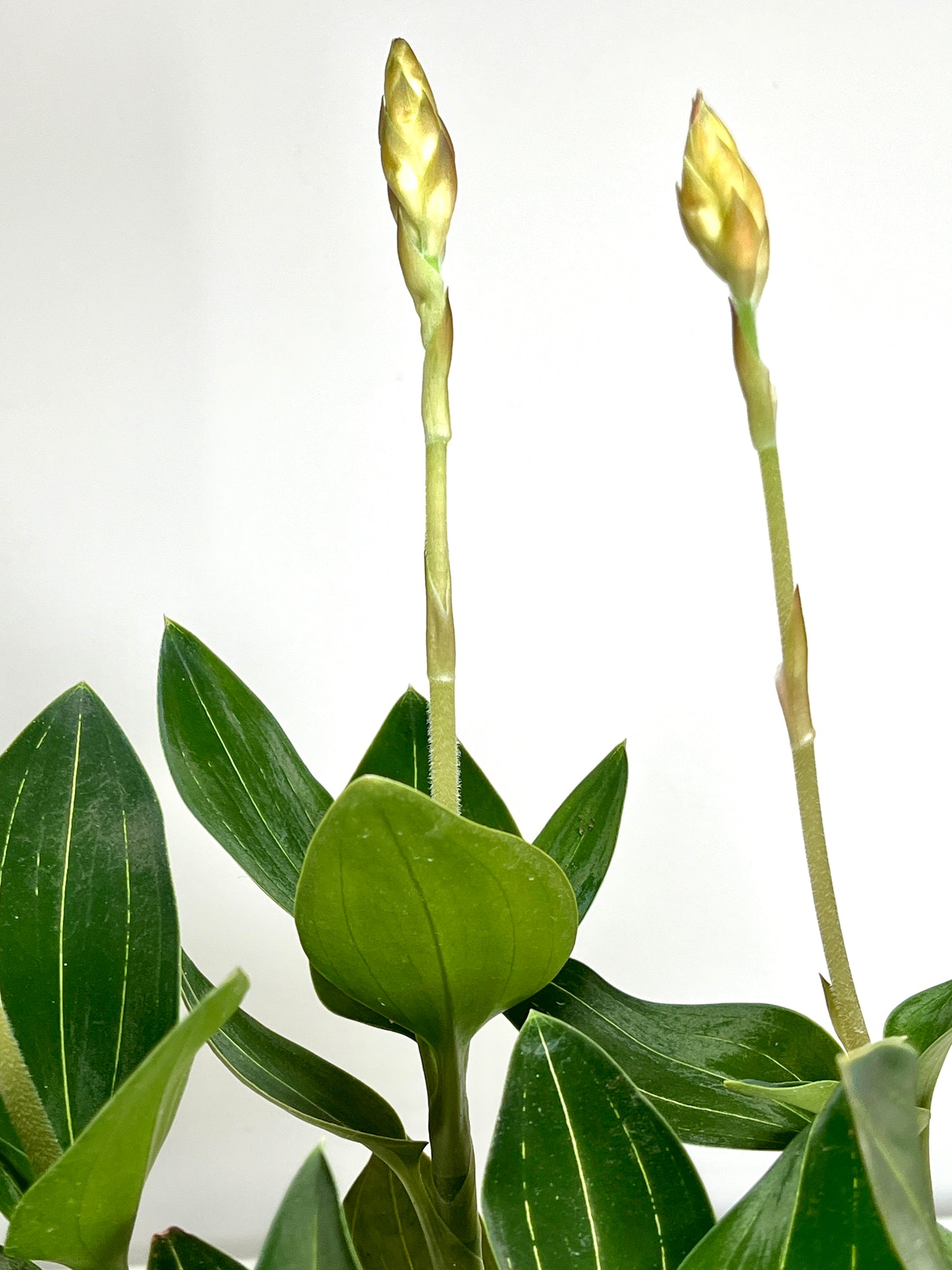 Ludisia Discolor (Jewel Orchid)