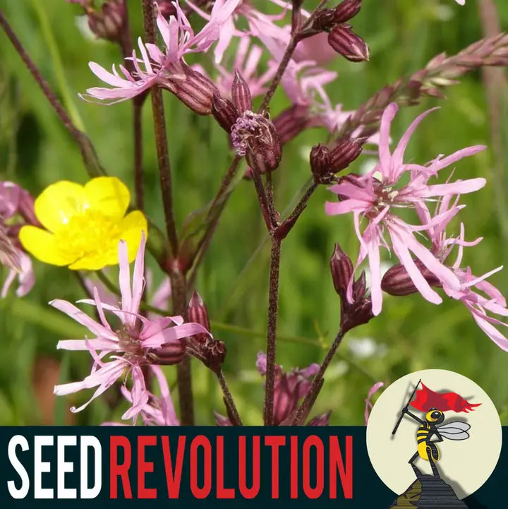 Ragged Robin Rare Wildflower Seed