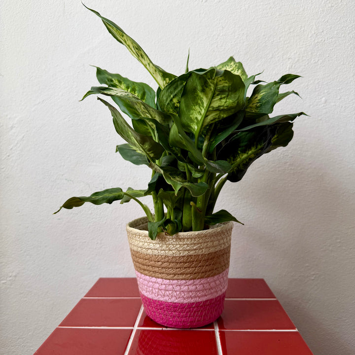 Cream & Pink Basket Pot - 14 cm